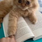 Deeksha Joshi Instagram - BLISS BLEP 😋 #kitten #kitty #kittycat #catsofinstagram #kittensofinstagram #kittens #cutekitten #cats #catsofig #kittens_of_world #kittengram