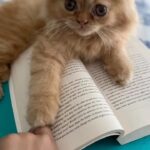 Deeksha Joshi Instagram – BLISS BLEP 😋

#kitten #kitty #kittycat #catsofinstagram #kittensofinstagram #kittens #cutekitten #cats #catsofig #kittens_of_world #kittengram