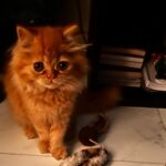 Deeksha Joshi Instagram - Myo🥹❤️ Bundle of joy! I don’t even know anymore how many years of longing for a kitten it’s been.. My heart is full of gratitude and happiness now that this kuchuuu is here.. And I am going to spam your feed with his pictures and videos (giving a heads up 🤪)