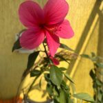 Deeksha Joshi Instagram - Love it when a flower blooms at home 🥹🌺 Mumbai - मुंबई