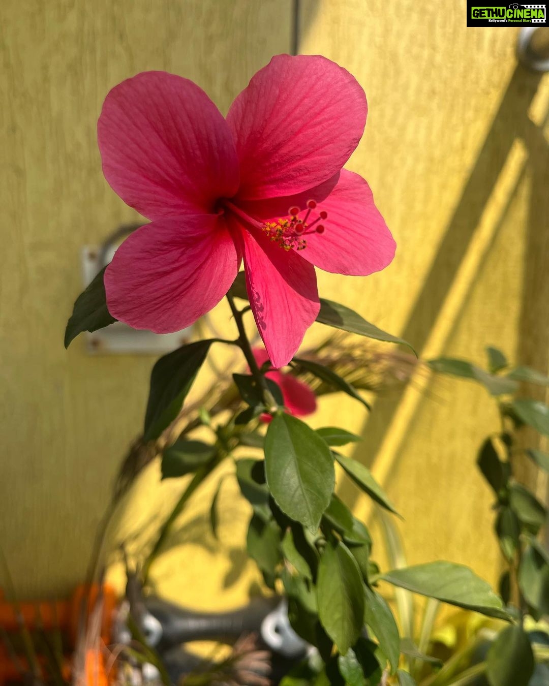 Deeksha Joshi Instagram - Love it when a flower blooms at home 🥹🌺 Mumbai - मुंबई