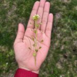 Deeksha Joshi Instagram – Such warmth and purity in the hearts of these beautiful Himachali women ♥️🥹

Last picture is of a stem with delicate white flowers and heart shaped leaves 😭😭💚

My love for travelling and exploring nature and people from different cultures, interesting architecture is rekindled. Gratitude 🙏