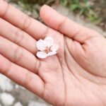 Deeksha Joshi Instagram - It’s spring! Cherry blossoms! In full bloom! Hope! Victory! Cherry blossoms of youth! Cherry blossoms of happiness enduring the bitter winter to bloom in profusion! - Daisaku Ikeda When the petals from these Cherry Blossoms fell on my hair, I felt ensured by the universe that it will all ultimately come to fruition. Winter shall turn into Spring! And it is I who has to keep trusting my journey. 🌸 P.S. The last picture reminds me of Joe from Little Women. A character I am dyingggg to perform and live!