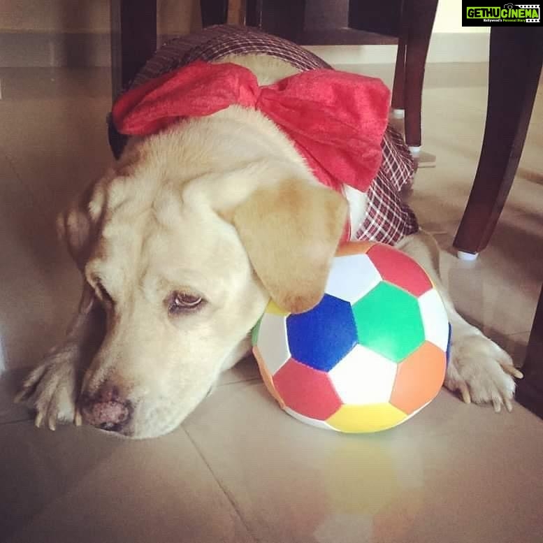 Devoleena Bhattacharjee Instagram - And you will be missed my baby doll…Mur kolija joni mur khun joni..Thank you for chosing us…Thank you for the unconditional love you gave us..Thank you for filling our lives with joy & happiness…..Maggie rest in peace.😭💔I love you..I really hope you will choose us again..