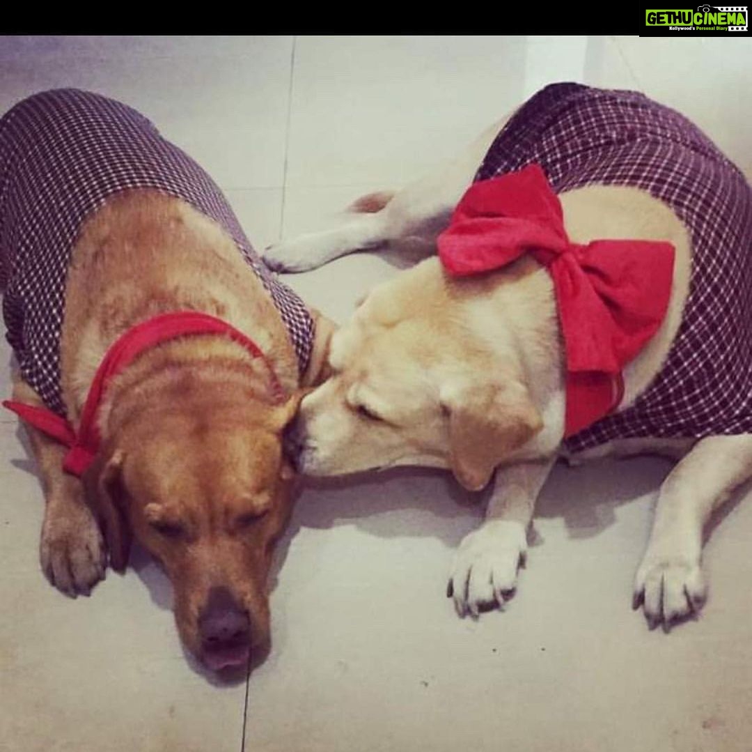 Devoleena Bhattacharjee Instagram - And you will be missed my baby doll…Mur kolija joni mur khun joni..Thank you for chosing us…Thank you for the unconditional love you gave us..Thank you for filling our lives with joy & happiness…..Maggie rest in peace.😭💔I love you..I really hope you will choose us again..
