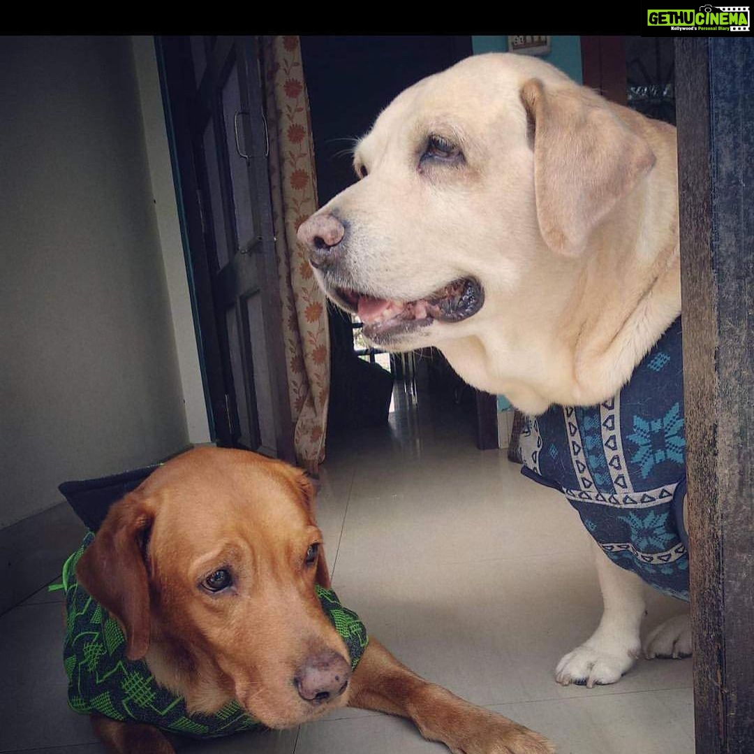 Devoleena Bhattacharjee Instagram - And you will be missed my baby doll…Mur kolija joni mur khun joni..Thank you for chosing us…Thank you for the unconditional love you gave us..Thank you for filling our lives with joy & happiness…..Maggie rest in peace.😭💔I love you..I really hope you will choose us again..
