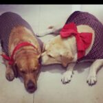 Devoleena Bhattacharjee Instagram - And just after an year Buddie left us too & must be happy meeting Maggie again. Maggie & Buddie, a piece of our heart who gave us unconditional love & thousands of beautiful memories to cherish for lifetime. Thank you both of you for coming into our lives & filled it with happiness , laughter , love for beautiful 14 years. You both will be remembered always. I love you both. 💔 Mumbai - मुंबई