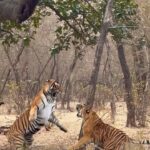 Devoleena Bhattacharjee Instagram – T 101 & T 39 ( Noor ) ❤️. 
I will cherish this memory all my life. Most beautiful as well as the Powerful one have ever witnessed so close. ❤️🙏🏻
.
.
.
#ranthamborenationalpark #ranthambore #noor #t101 #wildlife #jungle #junglesafari #wildcats Ranthambore – the land of Tigers (Sawai Madhopur)