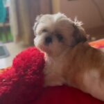 Devoleena Bhattacharjee Instagram – My Mom @devoleena is obssessed with me. What should i do ?? 🫣❤️🤨🐶🐶
#reelitfeelit #devoleena #angelbhattacharjee #instapet #instapetsgram #schitzu #trendingreels Mumbai, Maharashtra