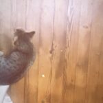 Divyenndu Instagram -
