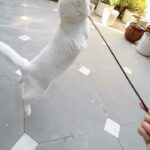 Geet Gambhir Instagram - That’s my Lil Tigress 🐈 #bella . . . . . . . . . #catrina #cat #catsofinstagram #catlover #kitten #pet #petsofinstagram #ﬁtness #workout #reelsinstagram #reels