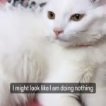Geet Gambhir Instagram - She is always Busy 😆 . . . . #bella #kitten #persiancat #pet #instapet #instacat