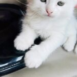 Geet Gambhir Instagram - Learn to Love someone unconditionally … ♥ Getting a pet isn’t a fancy thing but it’s a commitment towards their well being which also includes their mental health … she has made me feel how to GIVE without any expectation, it’s believed that Cats don’t love you back as you do but they do need your Love. Isn’t it amazing to love with no return ♥ . . . . . . . #bella #petcat #angel #myangel #lesson #2022