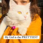 Geet Gambhir Instagram – My lil tigeress is the Prettiest 💞 #cat #persian #bella #pet #lover