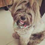 Gulki Joshi Instagram - Morning well spent with this bundle of cuteness...🥰🥰🥰 @apoorvasaw @purvasawant93 it was nice meeting u too 🤣🤣 @taizo_the_lhasa #doglove #cuteness #lhasa #dog #love