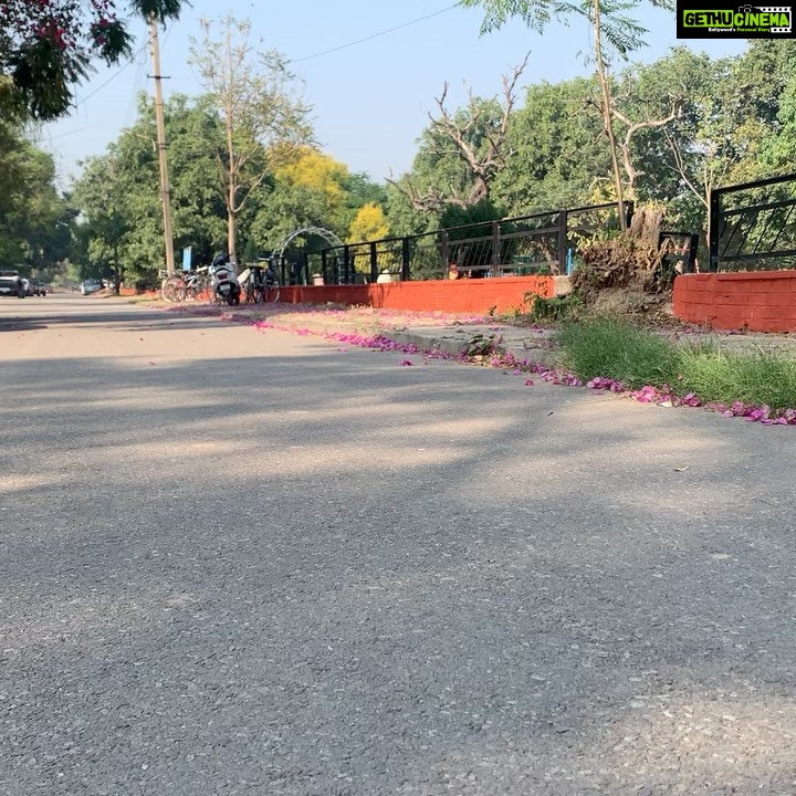Gurbani Judge Instagram - Part II of 3 of what I did on my birthday :) Met an old friend (the best kinds), stopped and just watched the wind make the bougainvillea flowers dance a bit, spotted a spotted owl 🦉in the daytime! And ofcourse it was GurPurab so I went to my favourite gurdwara and had the yummiest kada parshad #gainswheninPunjab #blessedGains I also ate Churri with Nani after lunch,oh mannn the childhood memories ♥️☺️ Chandigarh - The City Beautiful