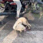 Jasleen Matharu Instagram - Nandori (Toll Gate) Dekhlo is dog ki haalat .. Bike pe peeche baadhke isko bhaga rahe hai kutte ke pairon se khoon nikal raha hai @pfa.official @petaindia @mansha_bahl @voice_for_voiceless1313