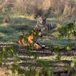 Lopamudra Raut Instagram – Meet Ganesh and Riddhi (male and female) we were amongst the very few lucky people to witness them mating 5 times in a row within a span of 20 mins🐯🐯! Won’t be putting the video up for obvious reasons but it was a phenomenal sight. I overheard a woman talking she said she’s done 500 safari but she’s never seen something like that. It was my first safari and quite a memorable one 🤟🏼 #tiger #ranthambore #nationalpark #safari #travel  #wildlife #india Ranthambore National Park