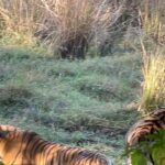 Lopamudra Raut Instagram - Meet Ganesh and Riddhi (male and female) we were amongst the very few lucky people to witness them mating 5 times in a row within a span of 20 mins🐯🐯! Won’t be putting the video up for obvious reasons but it was a phenomenal sight. I overheard a woman talking she said she’s done 500 safari but she’s never seen something like that. It was my first safari and quite a memorable one 🤟🏼 #tiger #ranthambore #nationalpark #safari #travel #wildlife #india Ranthambore National Park