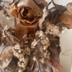 Madhurima Roy Instagram - Dead flowers make the most aesthetic 🥀 .. .. .. 📷 @lala_photuwale