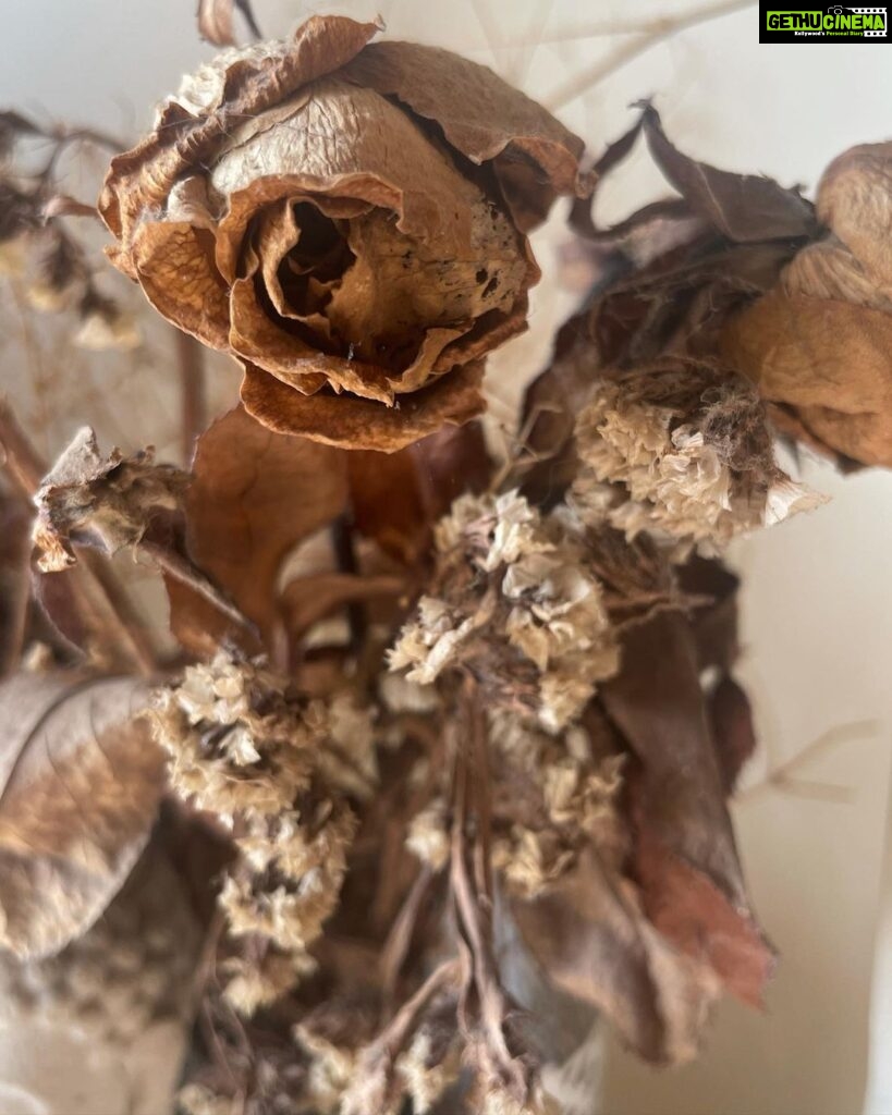 Madhurima Roy Instagram - Dead flowers make the most aesthetic 🥀 .. .. .. 📷 @lala_photuwale