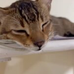 Mahek Chahal Instagram - Tiger sleeping on sets 😂🤣🥱💤😴 India