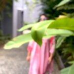 Malavika Menon Instagram - Away from the city noises a place so serene @saptharesortandspa 😇🍀✨