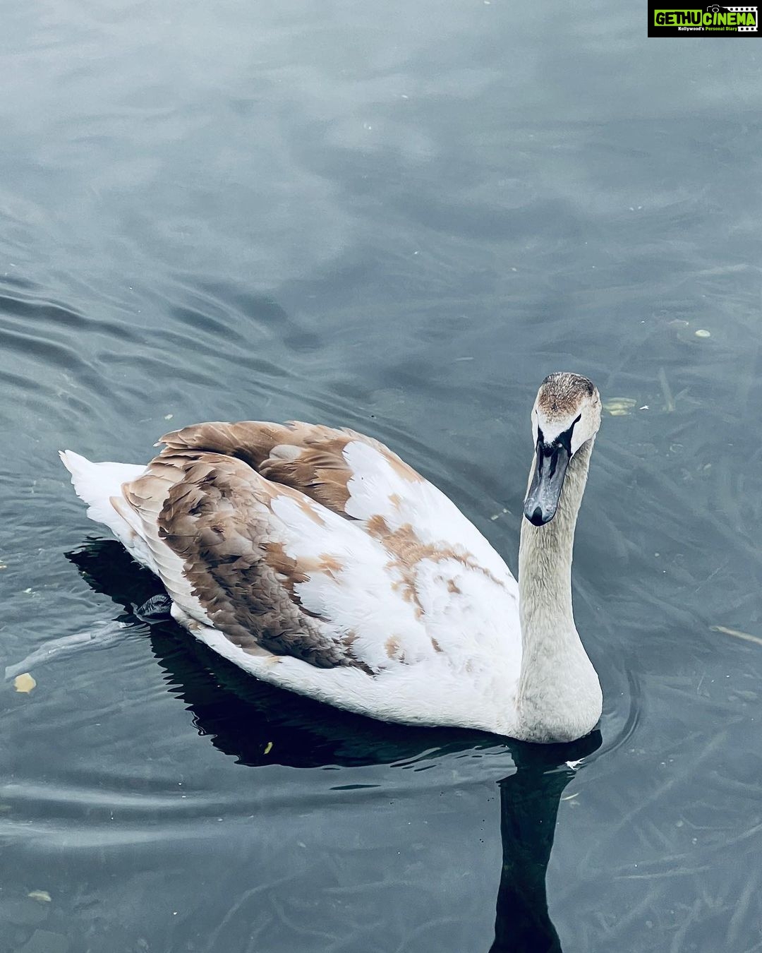 Mandana Karimi Instagram - First things first π¬π§ β₯οΈ 1- Walking in Hyde park 2- Making new friends π¦π¦’ 3- picking up favourite @pierremarcolini macarons 4- eating lunch at @busabaeathai 5- Stuffing my face at Taza #london #tourism #mandanakarimi #lifestyle #travelblogger #travelphotography London, United Kingdom