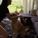 Mandana Karimi Instagram – Was fun playing “ wall 🏓 “ after ages but not sure if my boys are feeling the same as they didn’t get the ball 🐶😅😂 
#keepmoving #staystrong #newnormal #dogsofinstagram #sundayfunday