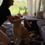 Mandana Karimi Instagram - Was fun playing “ wall 🏓 “ after ages but not sure if my boys are feeling the same as they didn’t get the ball 🐶😅😂 #keepmoving #staystrong #newnormal #dogsofinstagram #sundayfunday