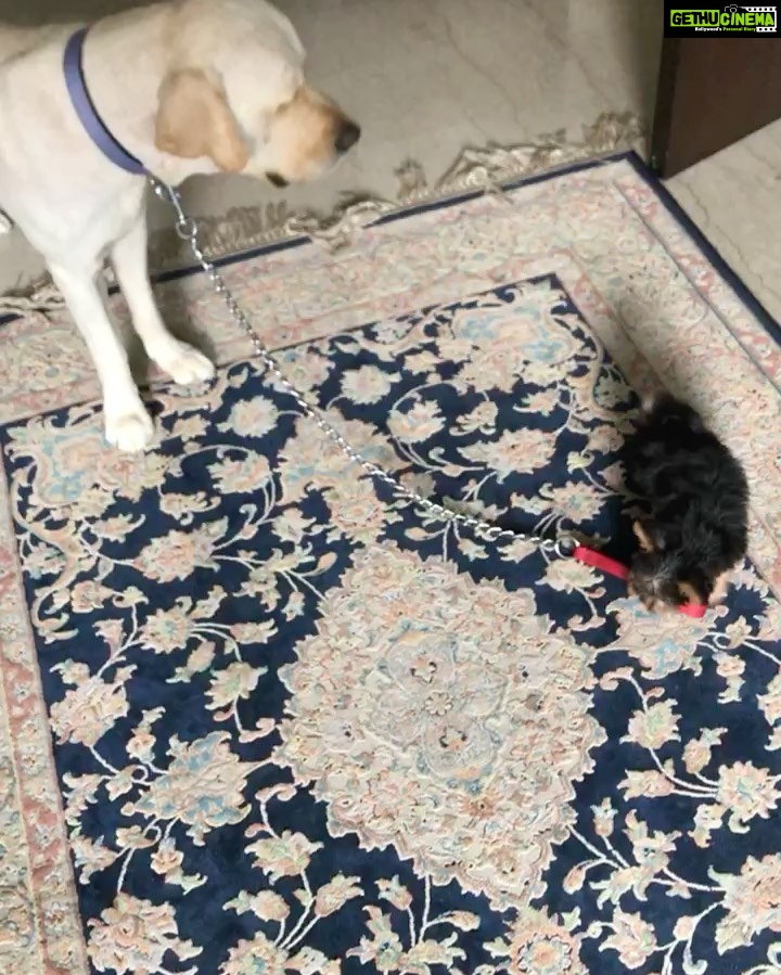 Mandana Karimi Instagram - Happy birthday #mrwalnut 💕 Unseen videos of his love & hate relationship with Elvis since first day 😅😂 I love you my sweet boy #doglife #myjaan #mrwalnut #2yearsold