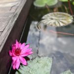 Mayuri Deshmukh Instagram – 🇻🇳 … Part 3🌸🌨💚 Phong Nha – Thiên Hạ Đệ Nhất Động
