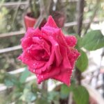 Mayuri Deshmukh Instagram - Joy of nurturing 🌷🌼💓