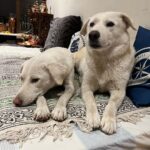 Mayuri Deshmukh Instagram – ❤️My babies, may I always be able to give you a happy life in return of your unparalleled love. I believe dogs should be inside the house on your beds and couches!! Dogs don’t shed hair, they emit magical fibers of Love and Joy. Those who hate dog hair will never have experienced magic !! 😈 #doglover #mybabies