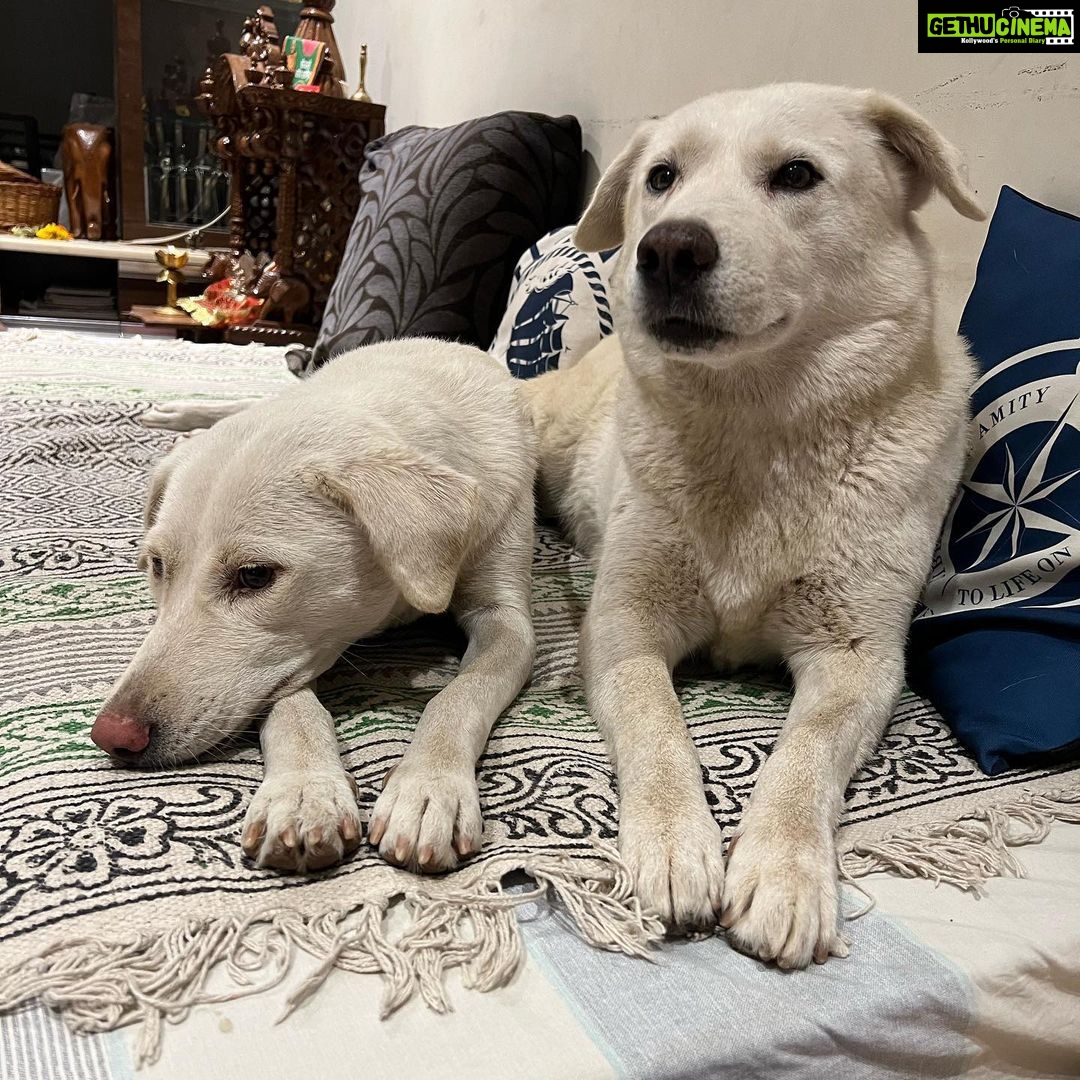 Mayuri Deshmukh Instagram - ❤️My babies, may I always be able to give you a happy life in return of your unparalleled love. I believe dogs should be inside the house on your beds and couches!! Dogs don’t shed hair, they emit magical fibers of Love and Joy. Those who hate dog hair will never have experienced magic !! 😈 #doglover #mybabies