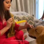 Megha Dhade Instagram - घेऊन आलो आहोत मेघाचा हा Pawsome विडिओ! ❤️🐶 #RajshriMarathi #reels #reelitfeelit