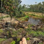 Meghana Lokesh Instagram - Grow through what you go through.🕊️🤍 #aesthetic #nature #love COORG - The Scotland Of India