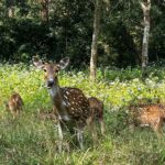 Meghana Lokesh Instagram - Grow through what you go through.🕊️🤍 #aesthetic #nature #love COORG - The Scotland Of India