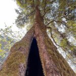 Munira Kudrati Instagram - The complexity of trees