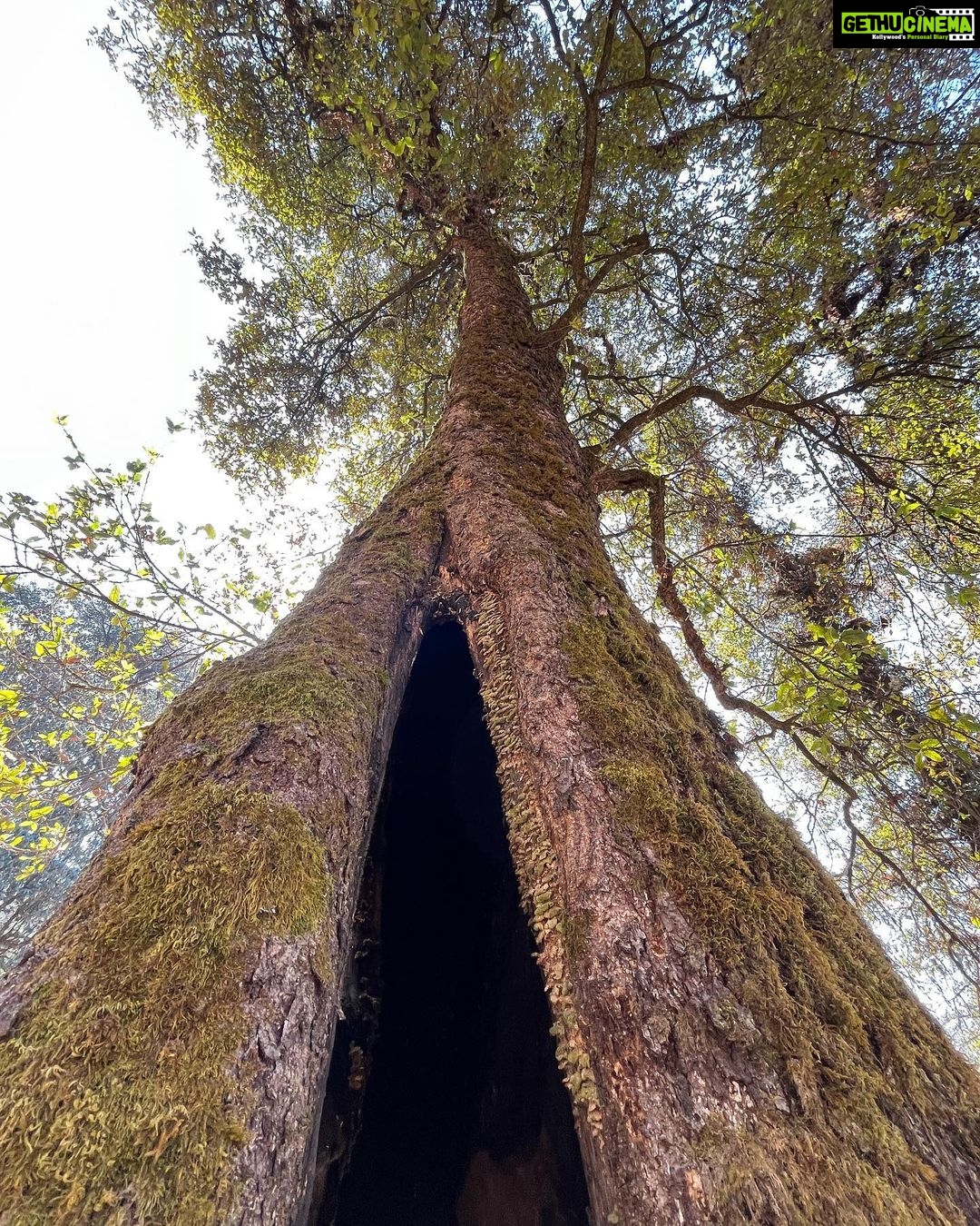 Munira Kudrati Instagram - The complexity of trees