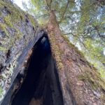 Munira Kudrati Instagram - The complexity of trees