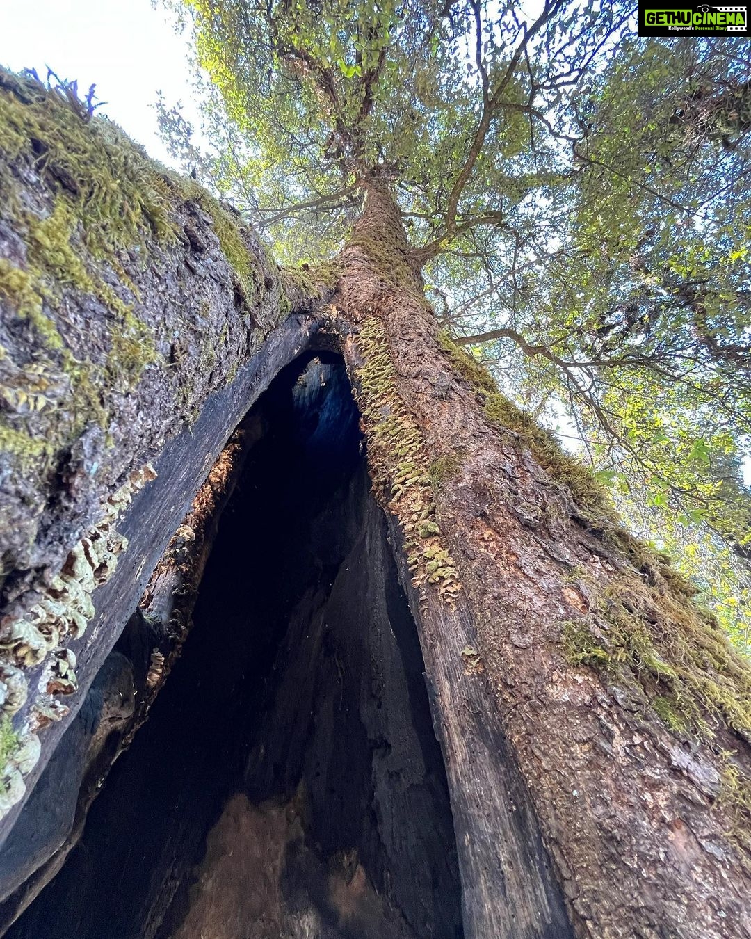 Munira Kudrati Instagram - The complexity of trees