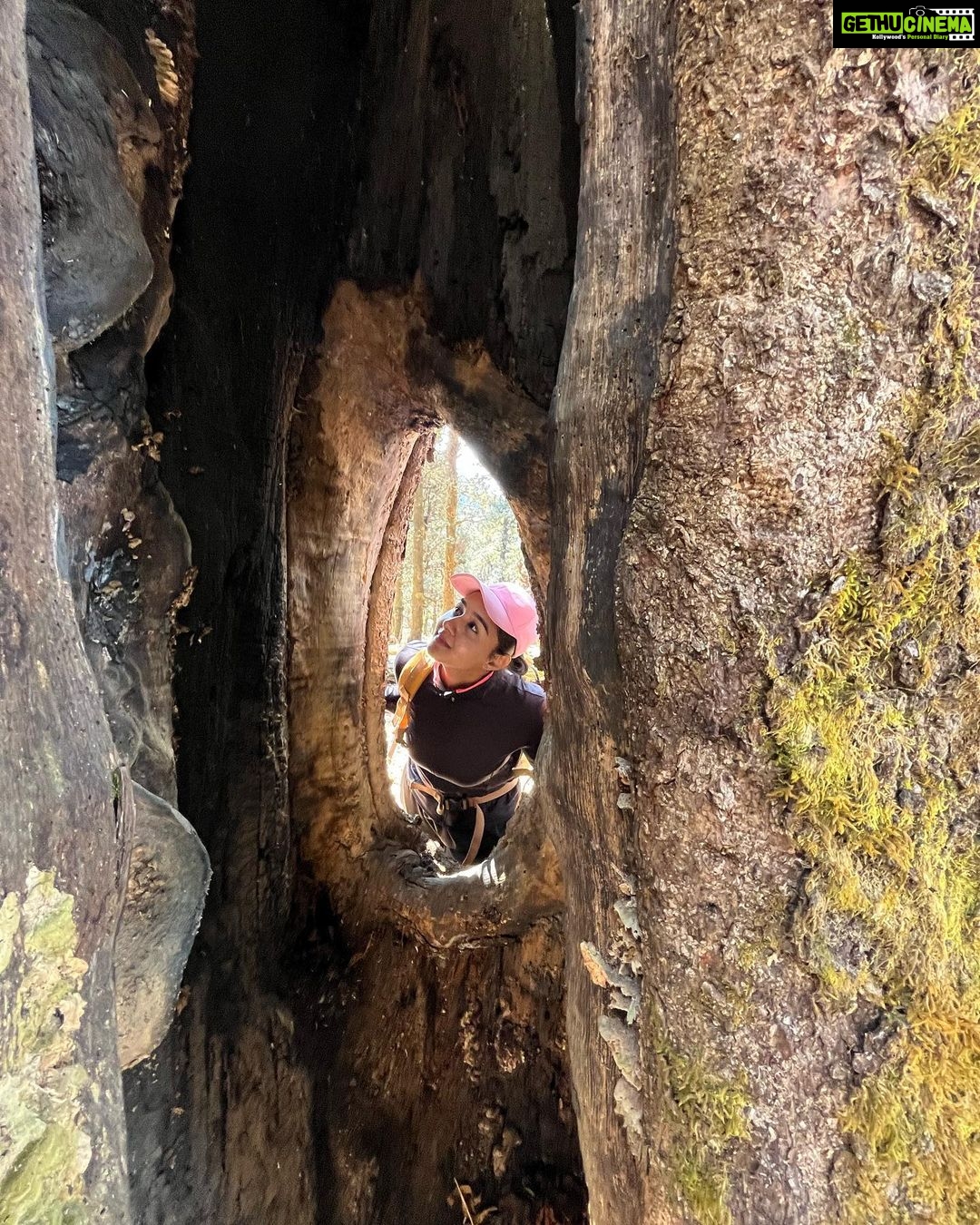 Munira Kudrati Instagram - The complexity of trees