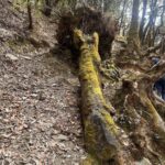 Munira Kudrati Instagram - The complexity of trees