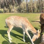 Munira Kudrati Instagram - I want to be surrounded by a herd of deers and just sit with them all day Alexandria, Egypt