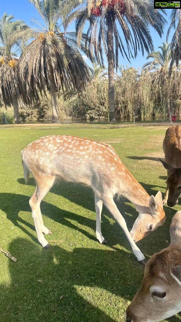 Munira Kudrati Instagram - I want to be surrounded by a herd of deers and just sit with them all day Alexandria, Egypt