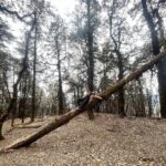 Munira Kudrati Instagram - The complexity of trees