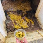 Munmun Dutta Instagram - Last year in May , while visiting Bikaner for an event, I and my team had the divine opportunity to visit Karni Mata temple in Deshnoke 🙏🏻 The temple is dedicated to Karni Mata, who the locals believe is an incarnation of Goddess Durga, the protective Mother Goddess in Hindu religion. The Karni Mata Mandir is popular for being home to over 25,000 rats that inhabit and freely meander around the temple complex. People from different corners of India and abroad come to witness this astounding spectacle and also bring milk, sweets and other offerings for these sacred beings. This has to be one of the most unique experiences I have had 🙏🏻❤️ . #karnimata #karnimatatemple #rajasthan #munmundutta #divineenergy #templesofindia #hinduism #hindutemple Karni Mata Temple, Deshnok, Bikaner, Rajasthan