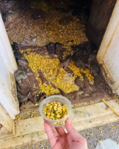 Munmun Dutta Instagram - Last year in May , while visiting Bikaner for an event, I and my team had the divine opportunity to visit Karni Mata temple in Deshnoke 🙏🏻 

The temple is dedicated to Karni Mata, who the locals believe is an incarnation of Goddess Durga, the protective Mother Goddess in Hindu religion. 

The Karni Mata Mandir is popular for being home to over 25,000 rats that inhabit and freely meander around the temple complex. 

People from different corners of India and abroad come to witness this astounding spectacle and also bring milk, sweets and other offerings for these sacred beings. 

This has to be one of the most unique experiences I have had 🙏🏻❤️

.
#karnimata #karnimatatemple #rajasthan #munmundutta #divineenergy #templesofindia #hinduism #hindutemple