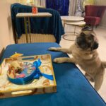Parag Tyagi Instagram - Pure love ❤️❤️❤️ #pug #love #baby #family #gratitude
